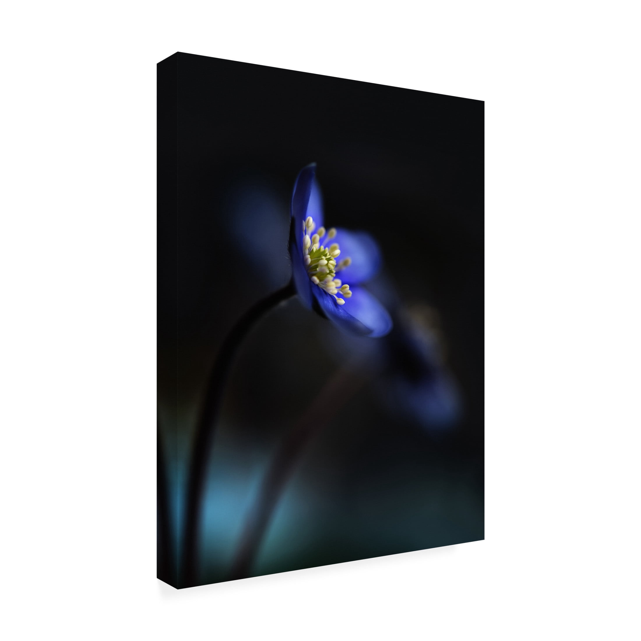 Canvas Wall Art - Heidi Westum 'Hepatica Nobilis Ll' Wall Art for Living Room, Bedroom, or Office D?cor by Trademark Fine Art - 24 x 32 Inches