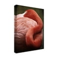thumbnail image 2 of Trademark Fine Art 'Caribbean Flamingo I' Canvas Art by Debra Van Swearingen, 2 of 3