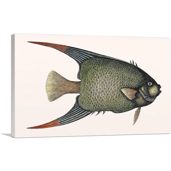 ARTCANVAS Vintage Illustration Of Angel Fish Canvas Art Print by Mark Catesby - Size: 12" x 8" (0.75" Deep)