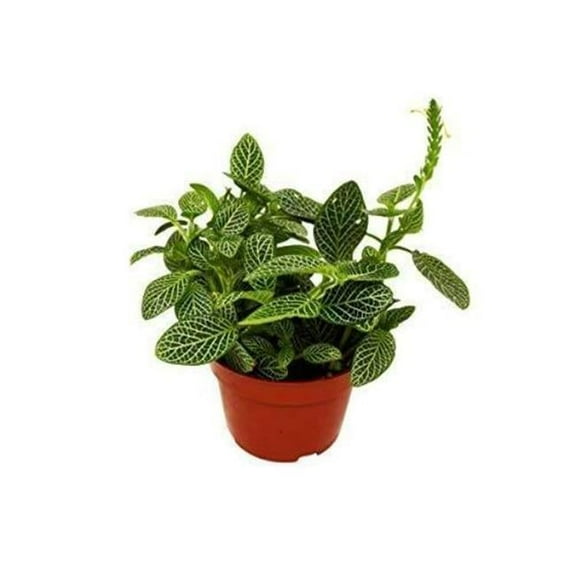House Plants White Fittonia Nerve Live Plants in 4" Pot