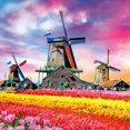 thumbnail image 2 of Buffalo Games - Tulips in Bloom - 300 Large Piece Jigsaw Puzzle, 2 of 2