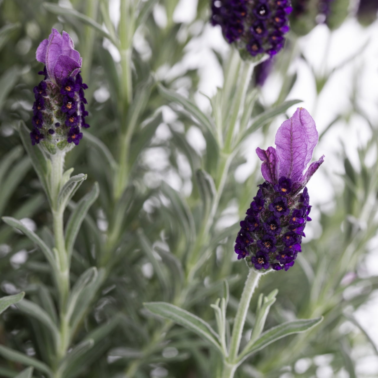 Expert Gardener 2QT Purple Lavender Live Tree Plant Decorative Pot Sun