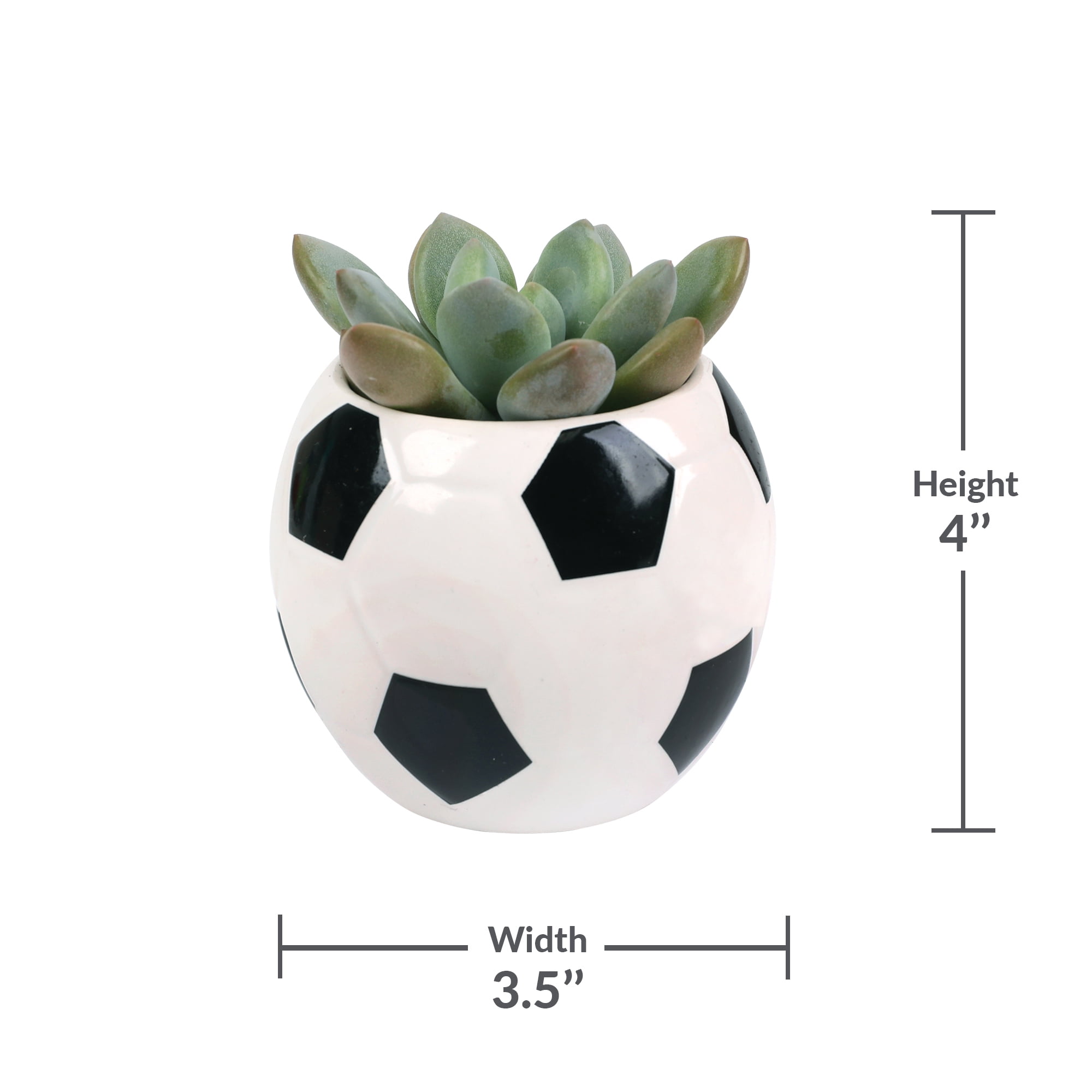 Green Circle Growers 2.5in Echeveria Succulent in Ceramic Pot