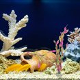 thumbnail image 2 of WHAMVOX 10 Pcs Plantes Artificielles pour Aquarium Installation en Rouge, 2 of 8