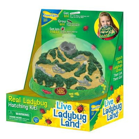 Insect Lure - Insect Lore Ladybug Land