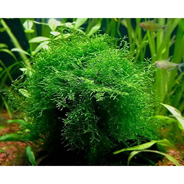Java Moss Easy Live Fresh Water Aquarium Plants