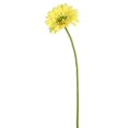 thumbnail image 1 of 21 Po. Gerbera Marguerite, Jaune - Lot de 6, 1 of 1