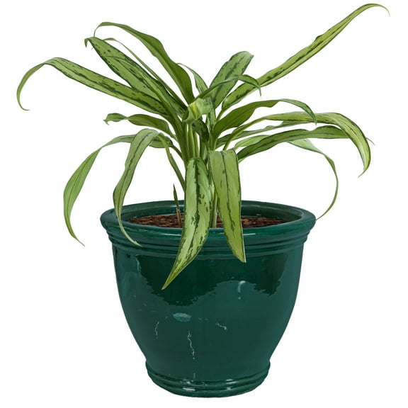 Sunnydaze Studio 15" x 15" x 12.5" H Round Dark Green Ceramic Solid Plant Pot