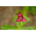 thumbnail image 2 of Jaynes Gallery 18x13 White Modern Wood Framed Museum Art Print Titled - Canada-Ontario-Algonquin Provincial Park Red trillium flower close-up, 2 of 4