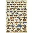 thumbnail image 1 of Affiche Éducative Laminée avec Imprimé Animal Scientifique Turtles, Tortues, & Terrapin 24x36, 1 of 4