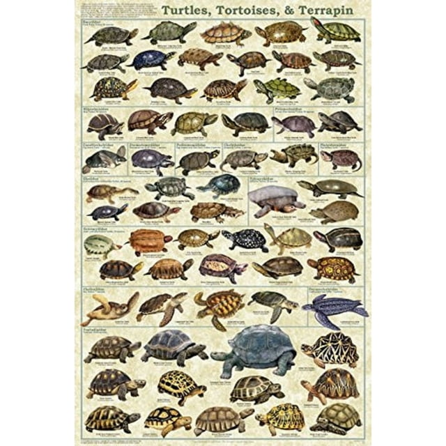 Turtles, Tortoises, & Terrapin Laminated Educational Science Animal Chart Print Poster 24x36