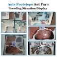 Ants Footsteps, Ant Farm Science Kit, N/A, Observation Set - Walmart.com