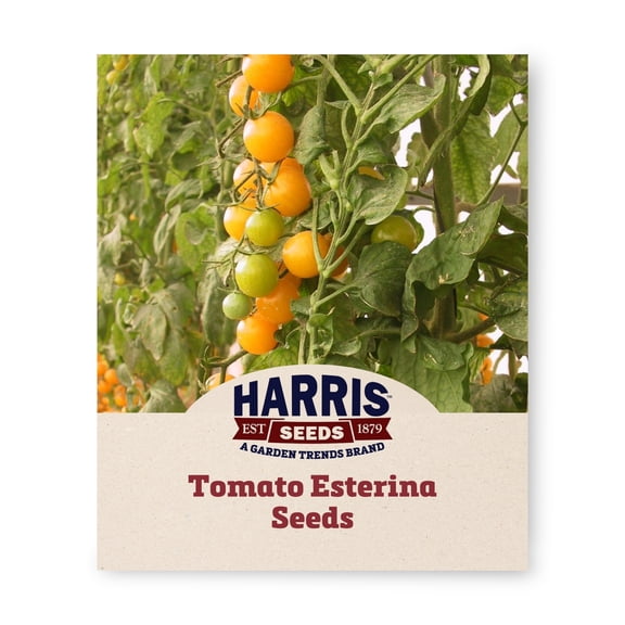 Harris Seeds Esterina F1 Organic Cherry Tomato, Sweet Yellow Cherry Tomatoes, 50 Count