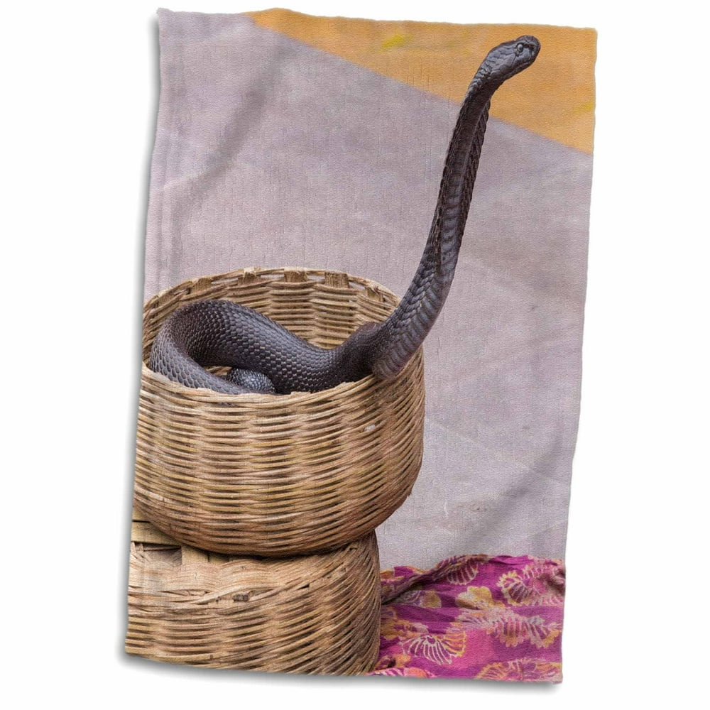 3dRose India, Rajasthan, Jaipur, snake charmers snake in basket