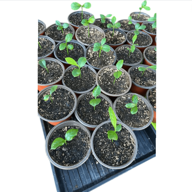 Meyer Lemon Plant Live for Planting, Citrus Plant Fragrant Lemons, Meyer Lemon Bush, 2 to 3 Inch Tall