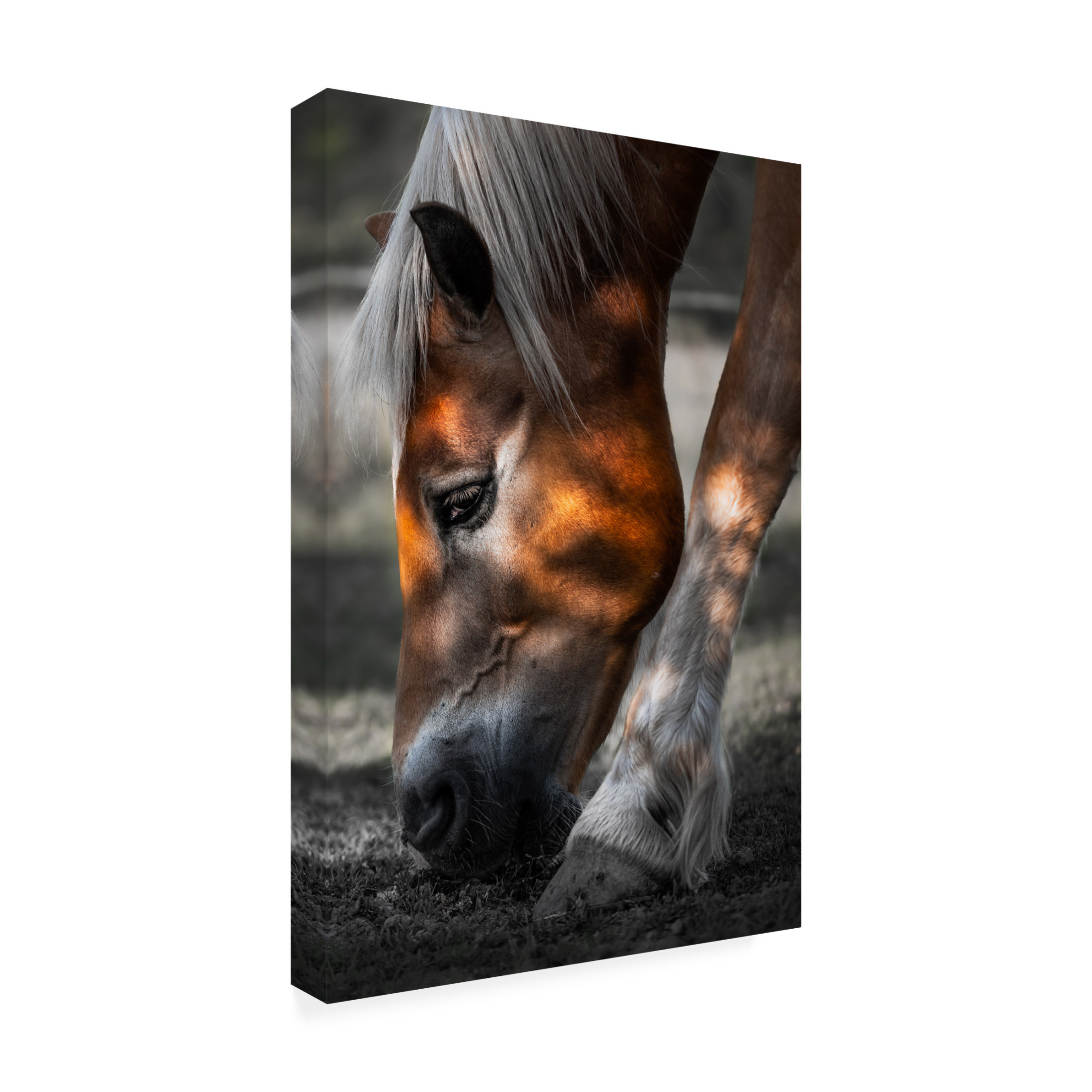 Trademark Fine Art Francis Wilson Filtered Light Canvas Wall Art