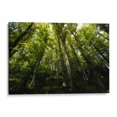 thumbnail image 1 of Cuadro decorativo - Bosque, Ariadne Contreras 90x60 Canvas Lab Botánica, Paisajes, Naturaleza, Animales y naturaleza, Árboles, Bosques,, 1 of 2