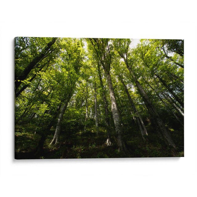 Cuadro decorativo - Bosque, Ariadne Contreras 90x60 Canvas Lab Botánica, Paisajes, Naturaleza, Animales y naturaleza, Árboles, Bosques,
