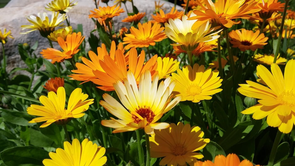 Summer Orange Flowers Garden Summer Flowers Nature20 Inch By 30 Inch