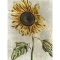 thumbnail image 3 of Brown, Denise 15x18 Black Modern Framed Museum Art Print Titled - Sunflower 1, 3 of 5