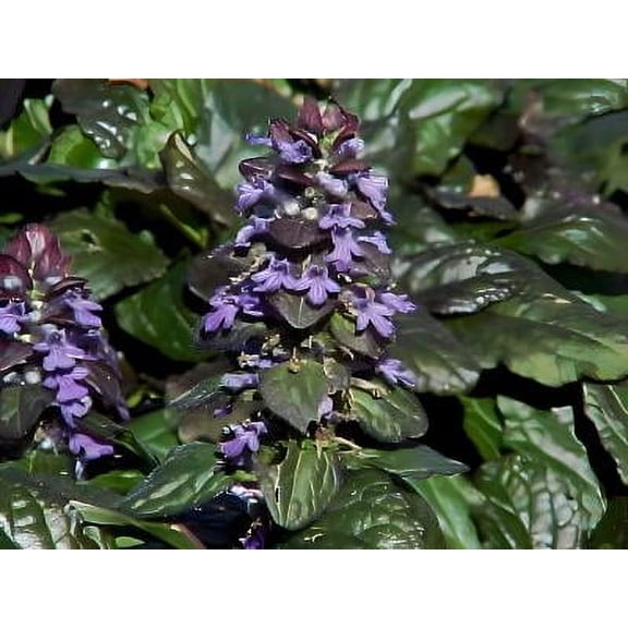 Classy Groundcovers, Bugleweed 'Bronze Beauty', Bugleherb, 'Gaiety', Creeping Blue Carpet Bugle, Sicklewort, Carpenter's Herb (25 Pots, 3 1/2 inch square)