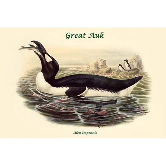 Alca Impennis - Great Auk-Fine Art Canvas Print (20" x 30")