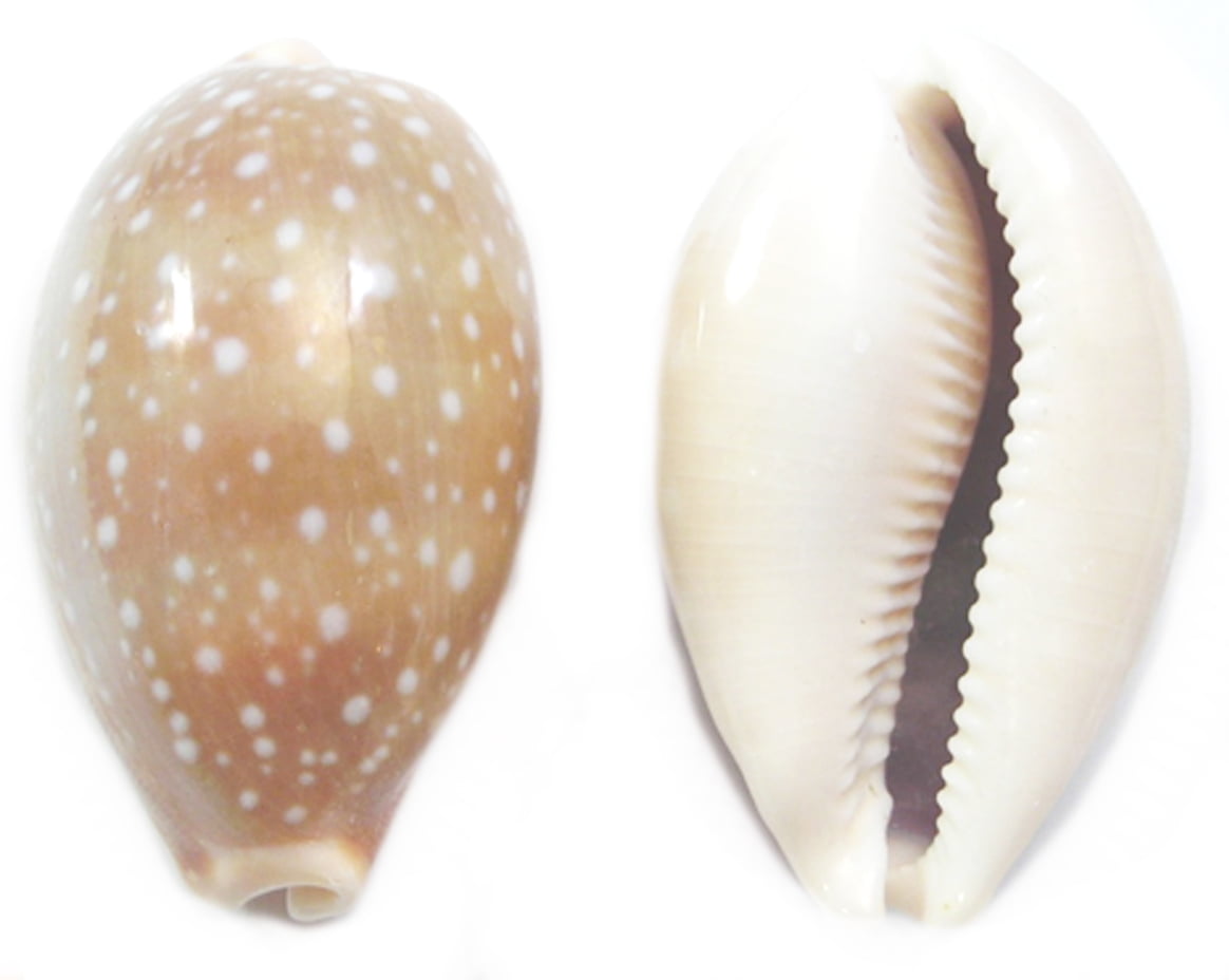3 Beautiful Deer Cowrie Shells Cypraea Vitellus about 2" Beach Crafts Decor 