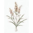 thumbnail image 2 of Swatland, Sally 15x18 White Modern Wood Framed Museum Art Print Titled - Dainty Botanical I, 2 of 4