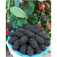 thumbnail image 4 of GSDWIUEW 50 Black Mulberry Seeds Morus, 4 of 5