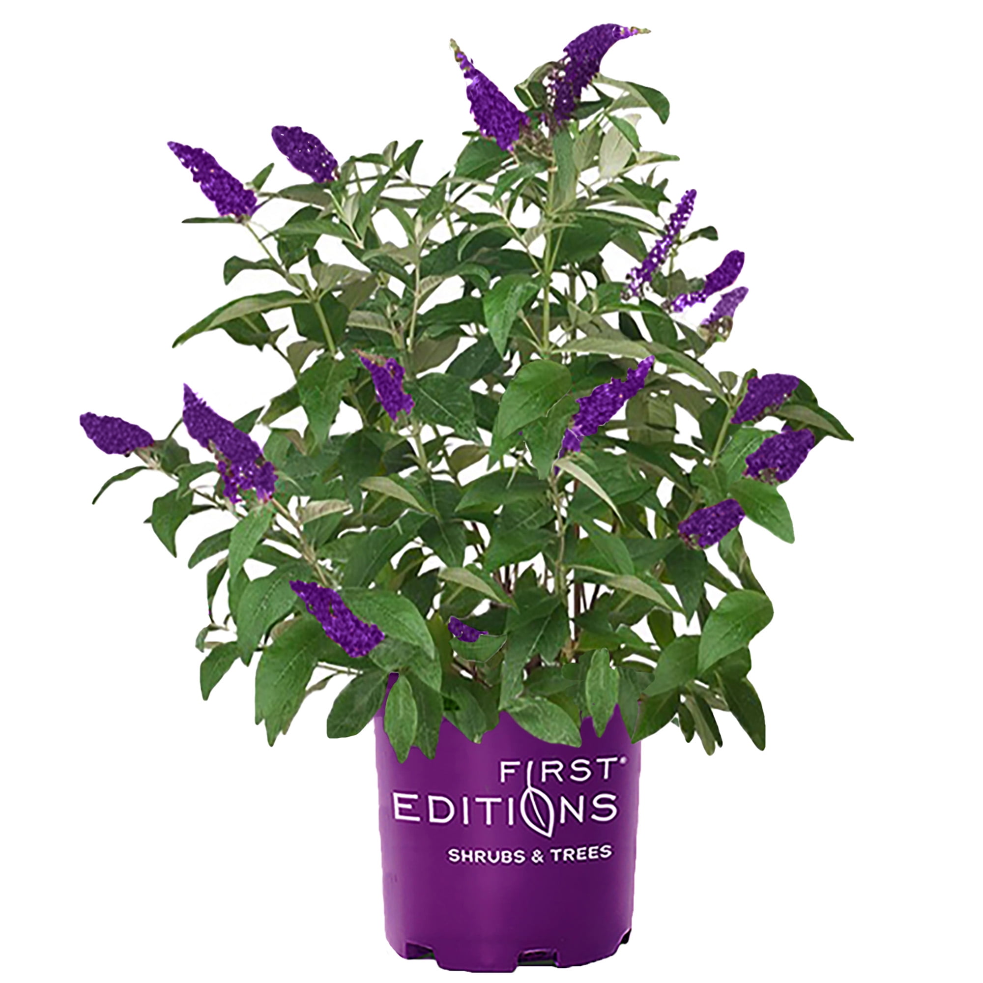 First Editions Groovy Grape Buddleia Live Shrubs (3 Gallon