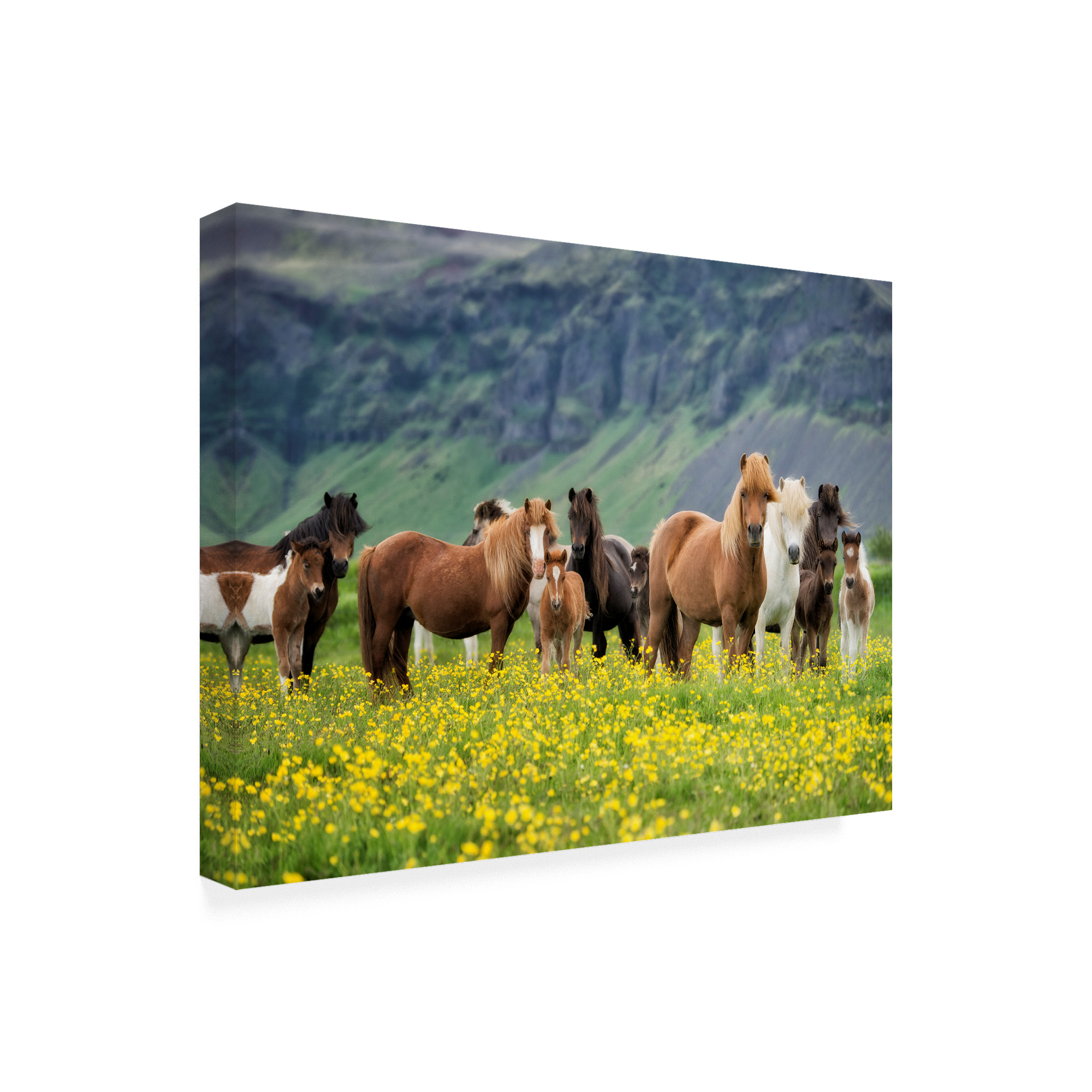 Trademark Fine Art 'Icelandic Horses VII' Canvas Art by PHBurchett