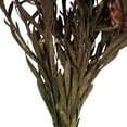 thumbnail image 4 of Vickerman 8-20" Purple Orchid Plumosum, Female, 8 flower heads per bundle, Preserved, 4 of 5