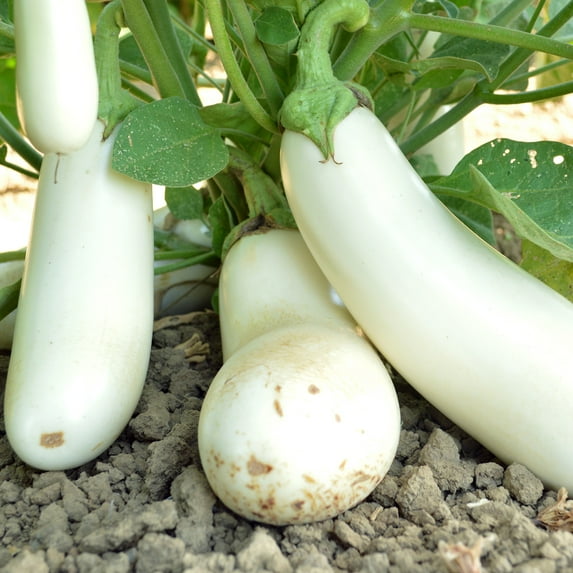 Organic Snowy Eggplant Seeds - 5 Lb Bulk ~520000 Seeds - Non-GMO, Certified Organic - Vegetable Garden - Solanum melongena