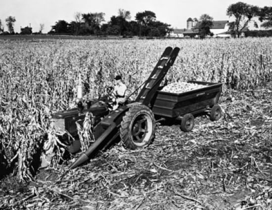 Farmer Picking Corn