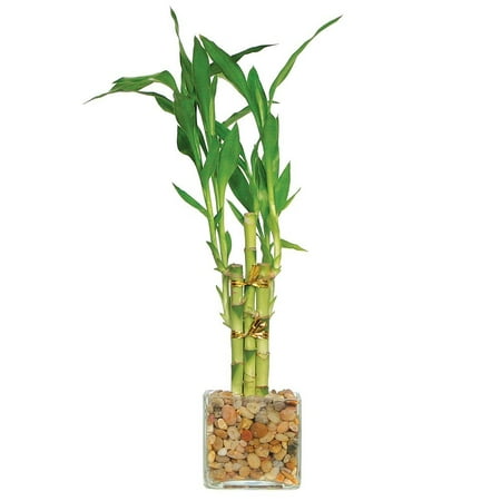 Brussel's DT0141LB5 5-Stalk StraightLucky Bamboo, Bamboo is the perfect accent to any room By Brussel's (Best Bonsai Trees For Sale)