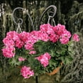 thumbnail image 5 of Morttic 2 Pcs Artificial Geraniums Outdoor Silk Flowers Rose Red Artificial Geranium Bush Faux Flowers Red Geraniums for Floral Home Decor Indoor Garden Patio Grave Cemetary Vase Table Centerpiece, 5 of 6