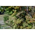 thumbnail image 4 of 25 BOTTLEBRUSH GRASS Ornamental Shade Elymus Hystrix Patula Seeds, 4 of 8