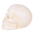 thumbnail image 2 of Human Skull Cast Iron Paperweight, 2 of 3