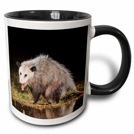 3dRose Virginia Opossum wildlife, Hill Country, Texas - NA02 RNU0819 - Rolf Nussbaumer - Two Tone Black Mug,