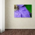thumbnail image 3 of Trademark Fine Art "Clematis Abstract" Canvas Art by Kurt Shaffer, 3 of 3