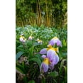 thumbnail image 2 of Jaynes Gallery 16x24 Black Ornate Wood Framed with Double Matting Museum Art Print Titled - France-Giverny Spring flowers and bamboo forest in Monets Garden, 2 of 4