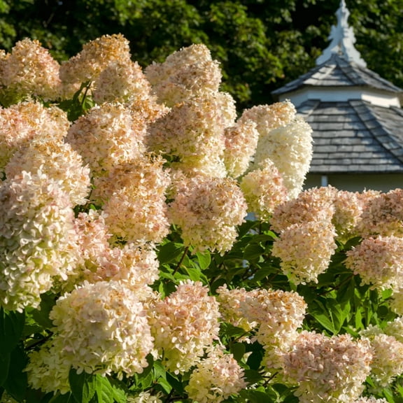 Hydrangea , Shade Plant for Gardens-Easy Grow-Low Maintenance-Ideal for Beds Borders, Plant Pots & Planters