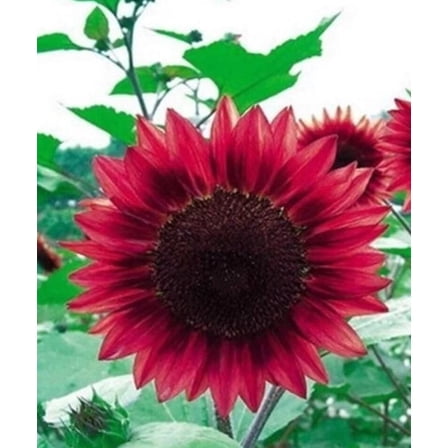 25 Sunflower Seeds pack, Helianthus annuus Annual, Open-Pollinated Heirloom Mix for Garden Planting