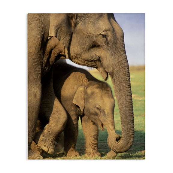Stupell Industries Traditional Elephant Family Mother with Child Canvas Art, 16 x 20, by Gavriel Jecan / DanitaDelimont.com