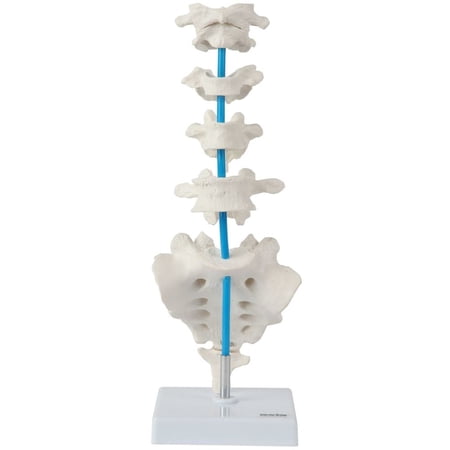 Axis Scientific Vertebrae Set - Includes Cervical  Thoracic  and Lumbar Vertebrae with Sacrum and Coccyx price history on PriceWatchPro