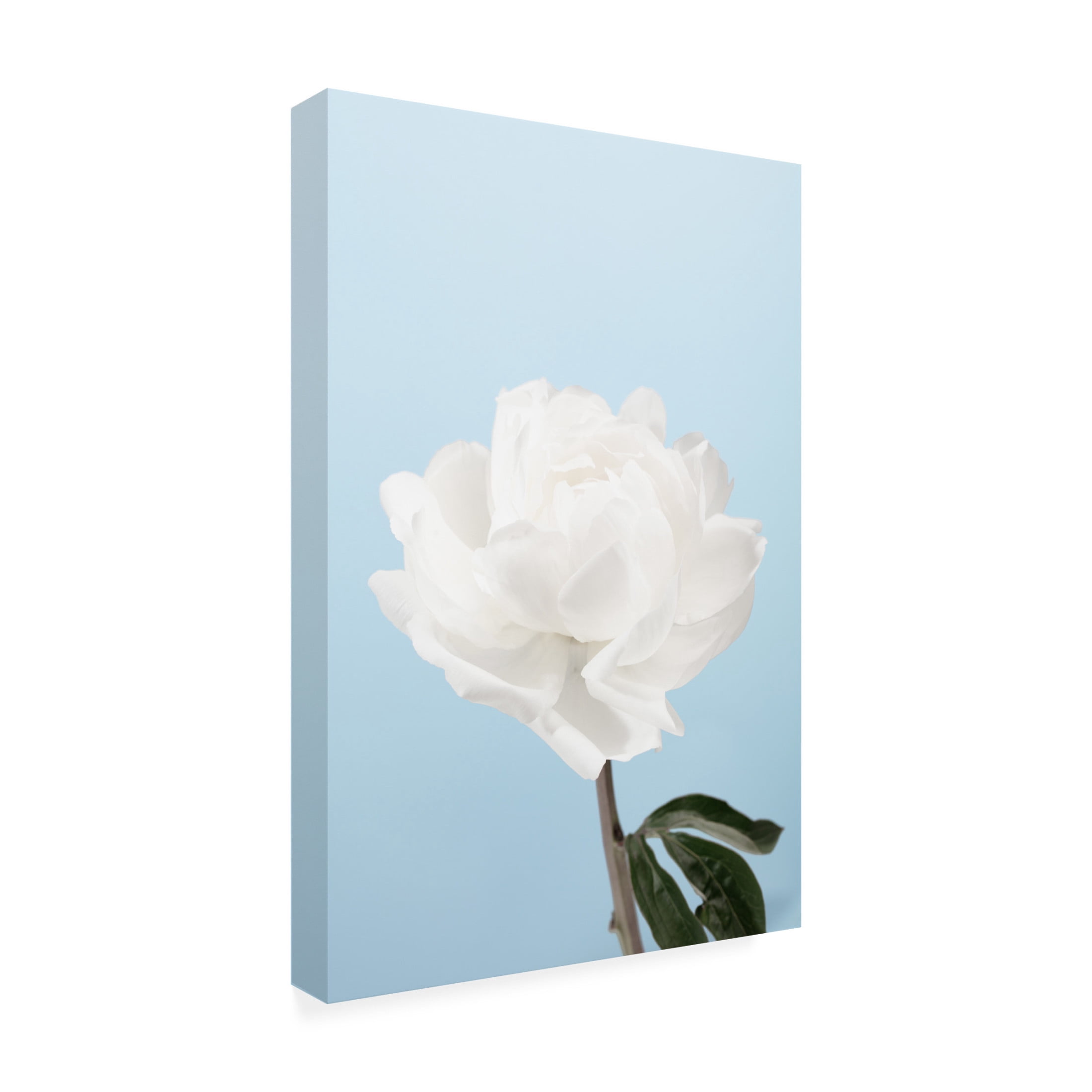 Trademark Fine Art Pictufy Studio Peony 1 Canvas Wall Art