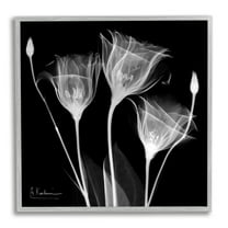 Stupell Industries Contemporary Tulip X-Ray Botanical & Floral Photography Gray Framed Art Print Wall Art, 17 x 17