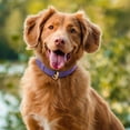 thumbnail image 3 of SUOSDEY Puppy Collar Adjustable Soft Breathable Leather Dog Collar for Small Medium Large, 3 of 5
