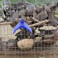 thumbnail image 3 of EeaseCA 5pcs Practical Dove Rest Stands Outdoor Pigeon Perching Racks Pet Bird Perches, 3 of 7