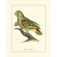 thumbnail image 2 of Edwards, George 26x32 Gold Ornate Wood Framed with Double Matting Museum Art Print Titled - Paradise Parrot, 2 of 4